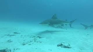 Yucatek - Tauchen mit Bullsharks