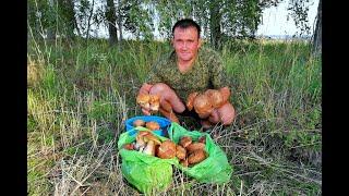 УРОЖАЙ БЕЛЫХ ГРИБОВ. Фруктовый сад. Урожай картофеля, груш, яблок. ЖИЗНЬ В ГЛУХОЙ ДЕРЕВНЕ.