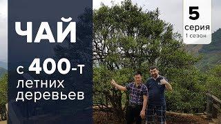 Чай с 400-т летних деревьев. Данцуны Гушу Ча. Древние чайные сады Гуандуна.