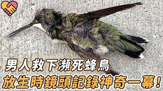 男人救下瀕死蜂鳥，悉心照看痊癒即將放生時，鏡頭記錄下神奇一幕！ |#蜂鳥 #動物 #野生動物 #救援 #救助 #真實新聞 #真實故事 #鏡頭記錄 #反應 #奇跡 #不可思議 #震撼 #暖心 #感動