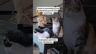 30 minutes is ridiculous! Where's the manager? Audio: mystichealingwithali #cats #shorts #funnycats