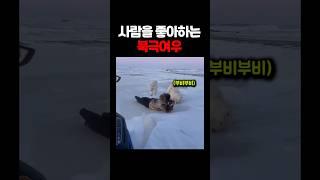 사람을 좋아한다는 북극여우