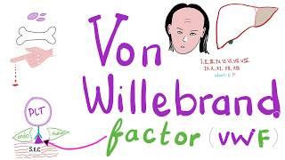 Von Willebrand Factor (vWF) - Platelets - Coagulation - Hemostasis - Hematology