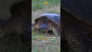 The Snapping Turtle Has a Powerful Jaw | The Animal Explorer #shorts