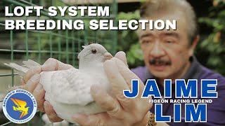 Jaime Lim : Loft System & Breeding Selection