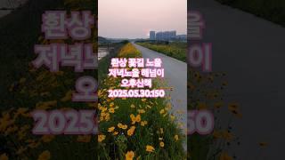 환상 꽃길 노을, 저녁노을 해넘이  오후산책 2025.05.30.150 서산 어딜가도 꽃 #저녁노을 #해넘이 #산책 #꽃길