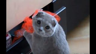 [귀여운 고양이] cute cats