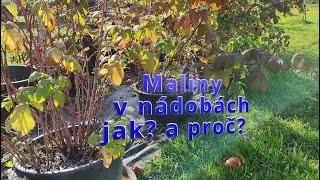 Maliny v nádobách jak a proč