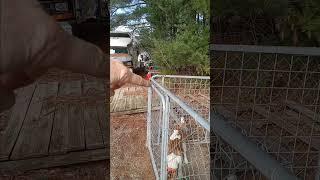 Mileau Rescue Dog (my dog) Kennel Plans - Tiny Living In An RV Park