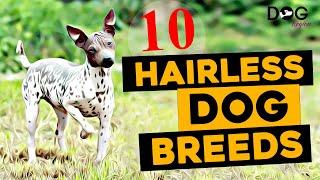 10 Rare Hairless Dog Breeds