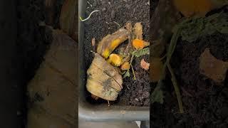 Worm feeding quick cheat sheet #compostworms #vermicomposting #garden #compostworms #wormbin #worms