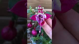 5月3日フクシア ベラ〇関連動画6秒～フクシアです