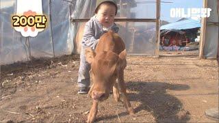 세상에 너무 일찍 나온 송아지가 있습니다.. ㅣThe Story Of A Calf Who Came Out Too Early To The World