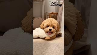 Good morning ️ #buddy #dog #dogball #fluffball #cutie #pillow #cozy