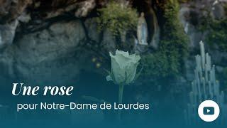 Une rose pour Notre-Dame de Lourdes