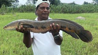 BIG SIZE SNAKE HEAD FISH HUNTING IN MANJERA DAM @MUZAFAR HUNTER