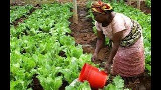 Pourquoi réussissent-ils en agriculture et moi j'échoue ou je ne prospère pas?