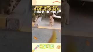 这就是兄弟给的底气！网友路边逗小狗没想到 小狗叫来一群“铁哥们” #宠乐园 #轻松一刻 #动物