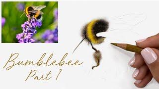 How to Draw a Realistic Bumblebee in Coloured Pencils - Part 1