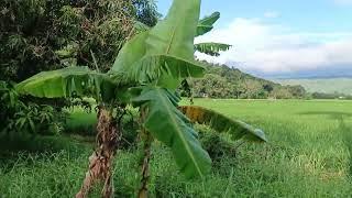 (P# 675) 10 hectares Rice fields with mango trees @ 350/sqm in Famy, Laguna for sale