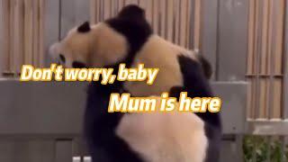 As the baby panda Fubao becomes stuck, mother panda Aibao performs "Taken"