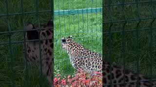 УХ, КАКОЙ КОТИК! ОН  ДАЖЕ ОБЕРНУЛСЯ ️  #shorts #zoo #animals