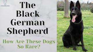 The Black German Shepherd: How Are These Dogs So Rare?