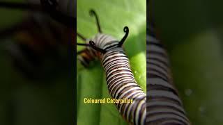 Coloured Caterpillar  #shorts