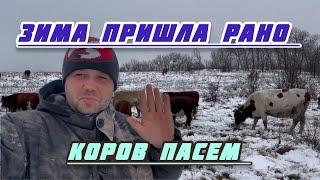 Пасём коров. крс зимой