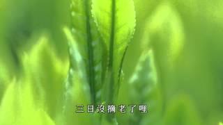 客家山歌(老山歌)：王鳳珠 - 採茶 ( Hakka Song - Picking Tea )