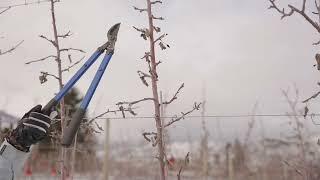 Apple Crop Load Management - Spanish