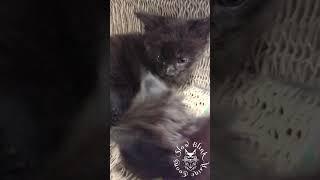  Black Maine Coon Showdown: Kitten Vs Adult  #transformation