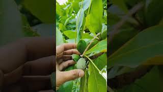 Almond tree | Badam plant | Almond Harvesting | Kacha Badam #shorts#almond#seeds