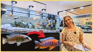 How to get COLOURFUL fish! My African Cichlid Aquariums