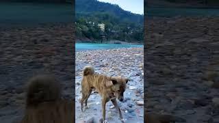 Rishikesh memories..  #trending #viralvideo #youtubeshorts #viral #rishikesh