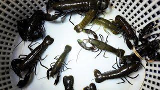 Catching  Black Yabbies In A Trout Stream