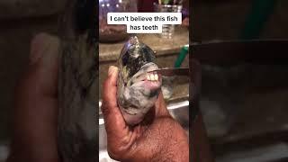 This Fish Has Human Teeth… And Here’s Why