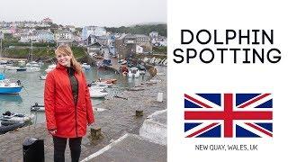 Americans First Impressions of Wales! (New Quay Dolphin Spotting With CRAZY Welsh locals )