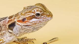 CAN A BEARDED DRAGON EAT THE LITTLE FROG and A MOUSE? 【LIVE FEEDING】