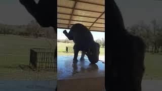 Ever Saw A Elephant Do A Handstand ? |tiktok