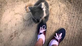 The moment this baby koala climbs up and cuddles cameraman