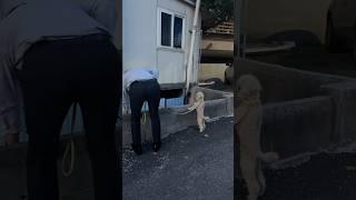 왜? 뭐 있는데? #강아지 #토이푸들 #산책 #호기심 #따라쟁이 #poodle #반려견