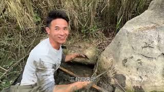 荒废的老鱼塘干枯，小莫捡了好多鱼 #在农村小河沟里抓鱼
