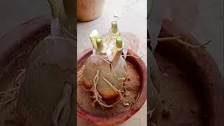 Multiple Grafting Method On Adenium Plant #shorts #short# adenium #plants #grafting #viralvideo