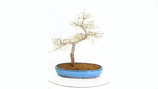 OD893 - Majestic European Larch Bonsai (Deciduous State)