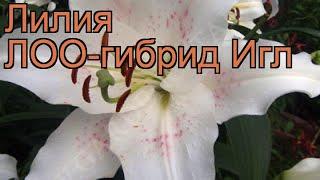 Лилия лоо-гибрид Игл (lilium loo-hybrids eagle)  лилия Игл обзор: как сажать луковицы лилии Игл