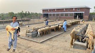 Pak Biggest Government Sheep Farm Rakh Ghulaman Livestock Experiment Station #sheep #goat