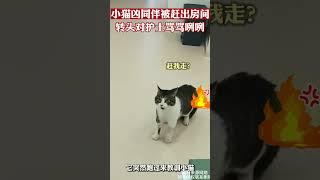 小猫凶同伴被赶出房间转头骂护士，网友：我家猫听了都捂耳朵#猫咪 #搞笑 #萌宠