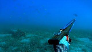 Spearfishing a RARE Fish! First Catch of this Fish in 15 Years!