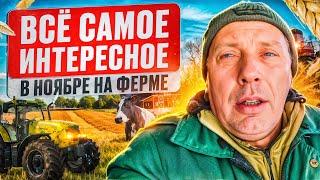 ВСЁ САМОЕ ИНТЕРЕСНОЕ В НОЯБРЕ НА ФЕРМЕ : Рассказываю обо всём! #МоеПодворье